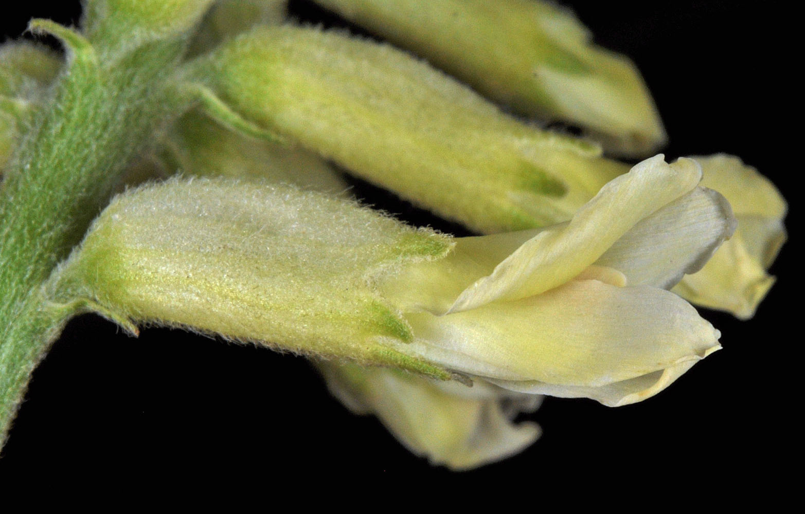 Flora of Eastern Washington Image: Astragalus tweedyi
