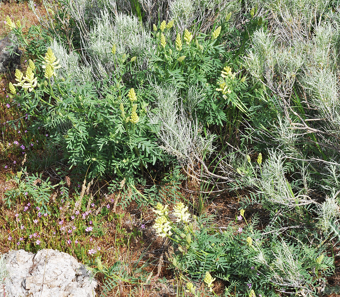 Flora of Eastern Washington Image: Astragalus tweedyi