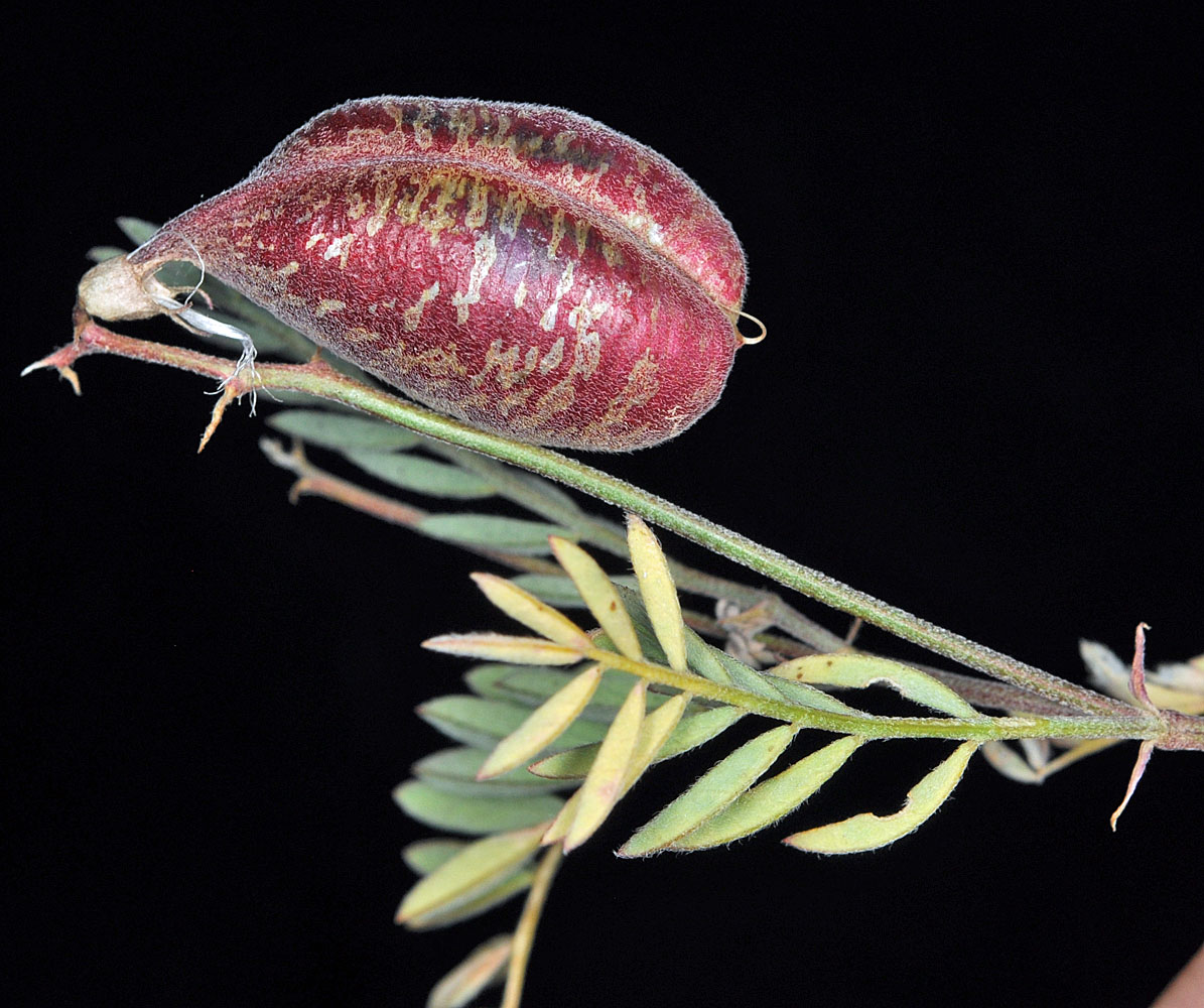 Flora of Eastern Washington Image: Astragalus whitneyi