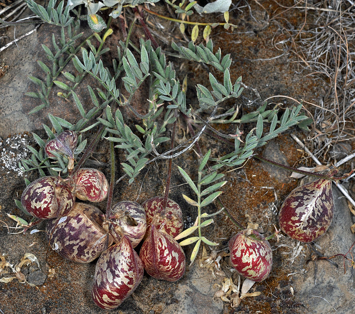 Flora of Eastern Washington Image: Astragalus whitneyi