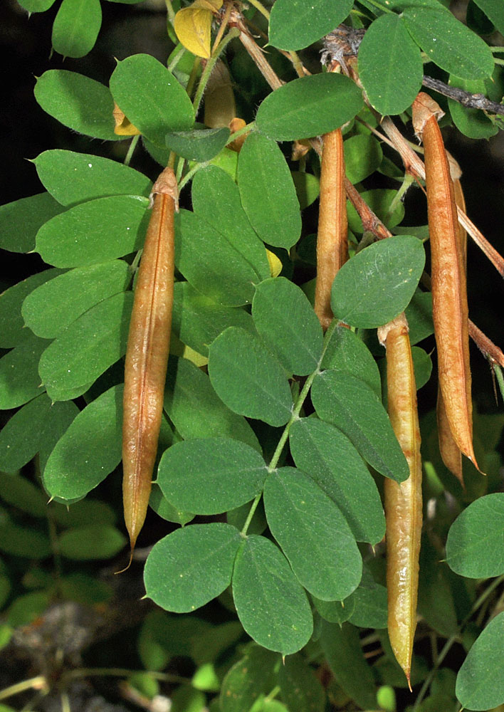 Flora of Eastern Washington Image: Caragana arborescens