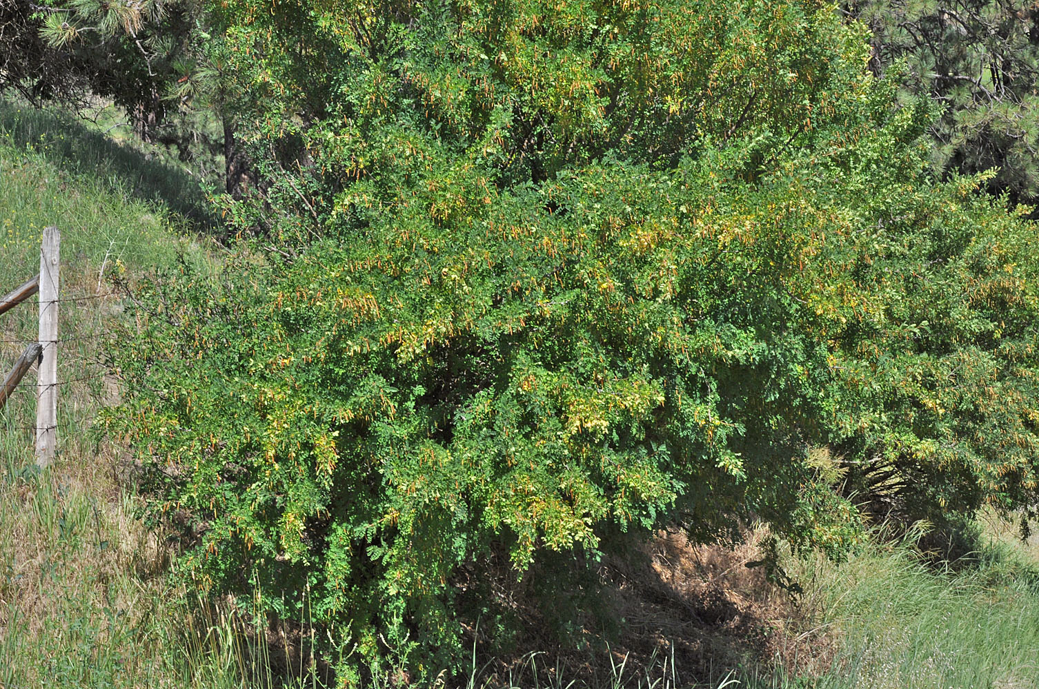 Flora of Eastern Washington Image: Caragana arborescens