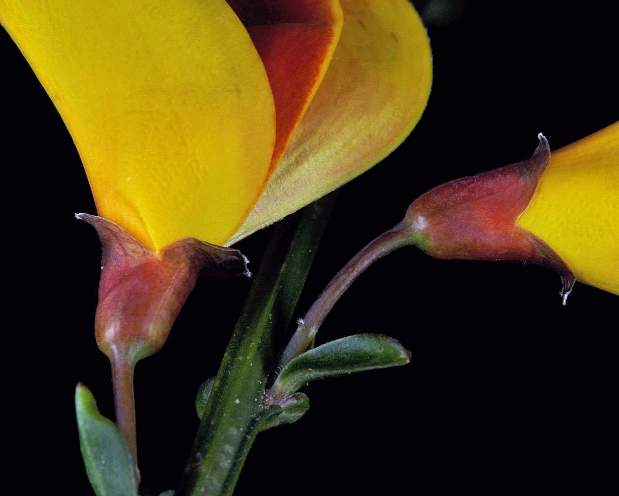Flora of Eastern Washington Image: Cytisus scoparius