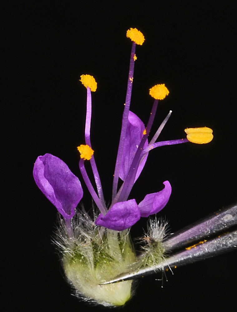 Flora of Eastern Washington Image: Dalea ornata