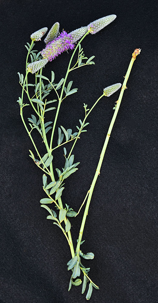 Flora of Eastern Washington Image: Dalea ornata