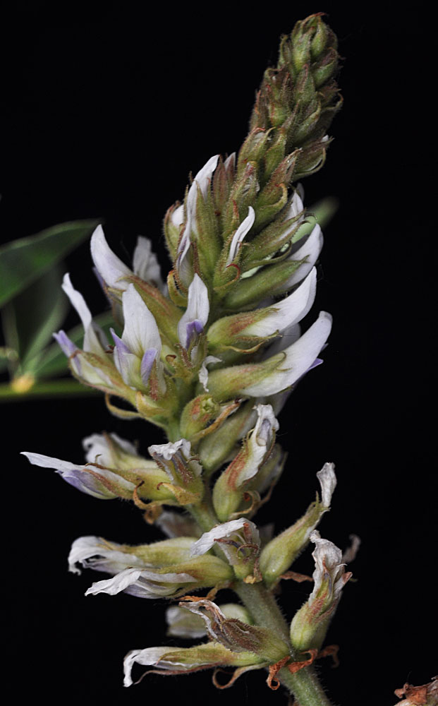 Flora of Eastern Washington Image: Glycyrrhiza lepidota