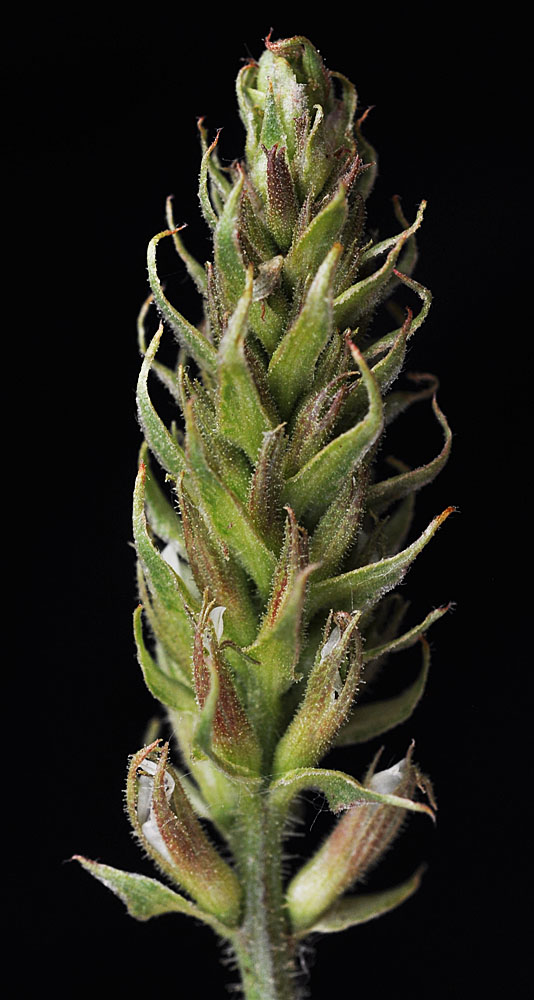 Flora of Eastern Washington Image: Glycyrrhiza lepidota