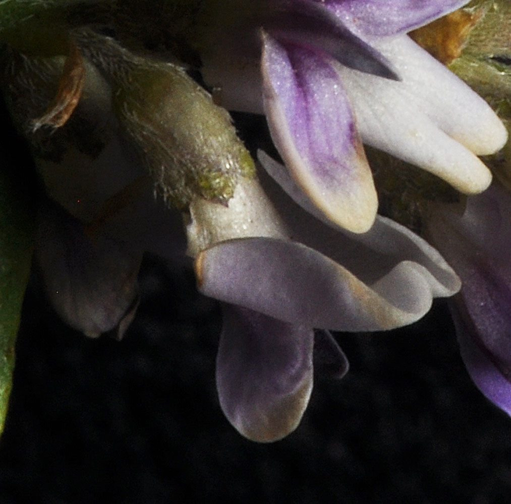 Flora of Eastern Washington Image: Laedeania lanceolata