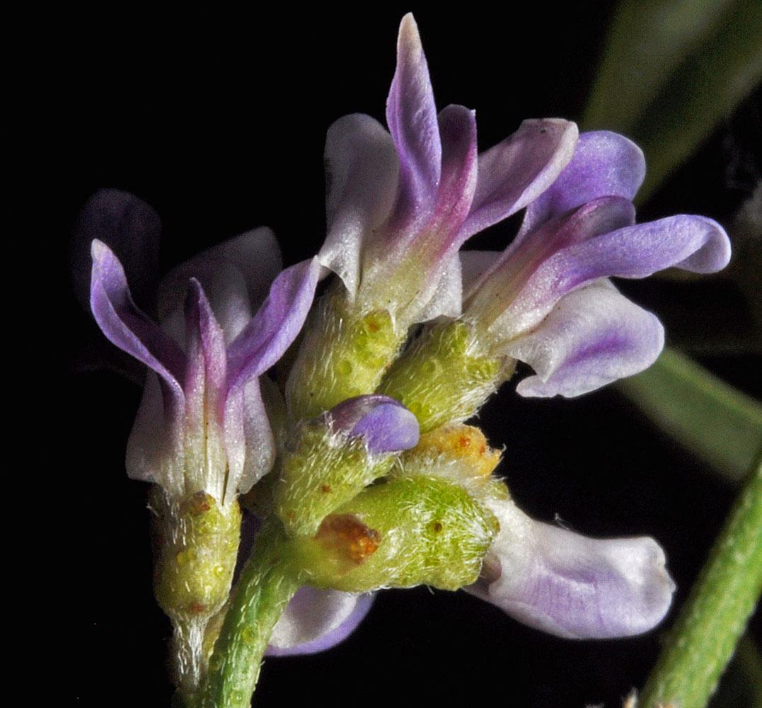 Flora of Eastern Washington Image: Laedeania lanceolata