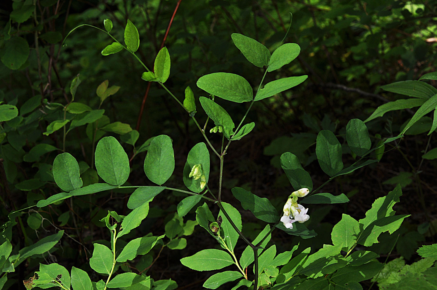 Flora of Eastern Washington Image: Lathyrus nevadensis