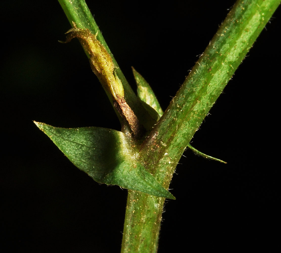 Flora of Eastern Washington Image: Lathyrus nevadensis