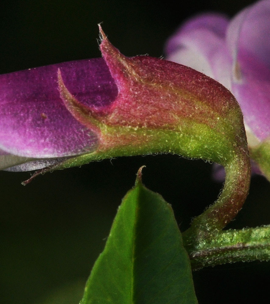 Flora of Eastern Washington Image: Lathyrus pauciflorus