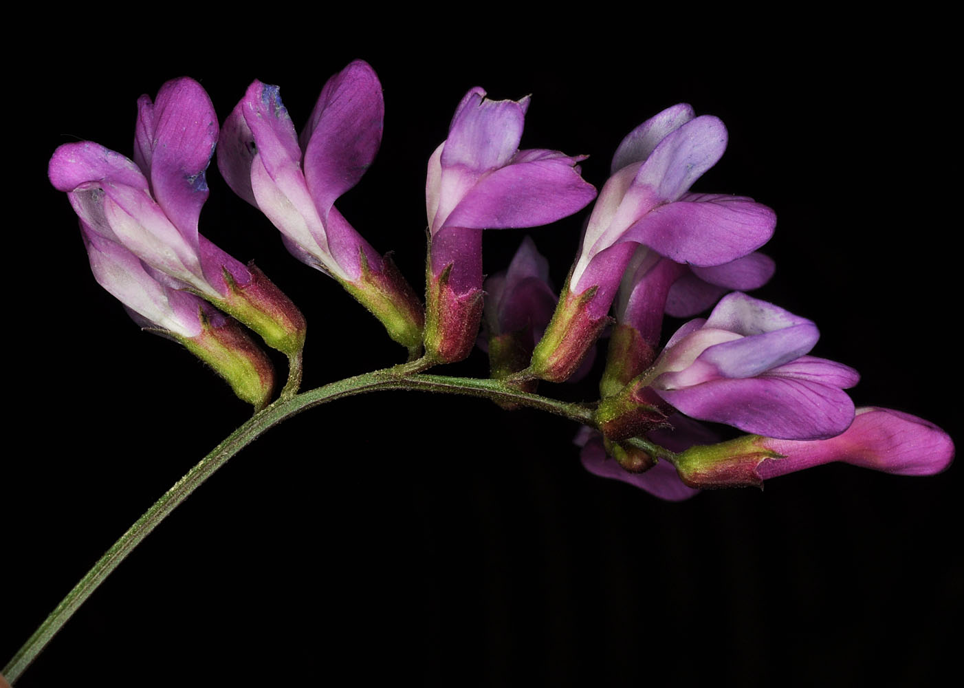 Flora of Eastern Washington Image: Lathyrus pauciflorus