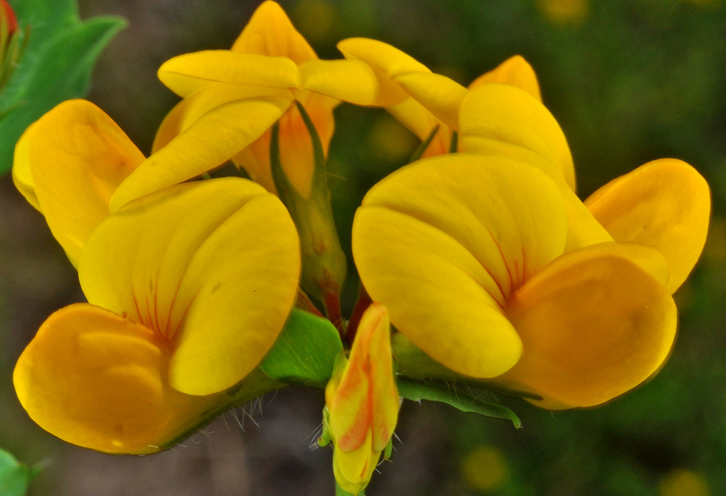 Flora of Eastern Washington Image: Lotus corniculatus