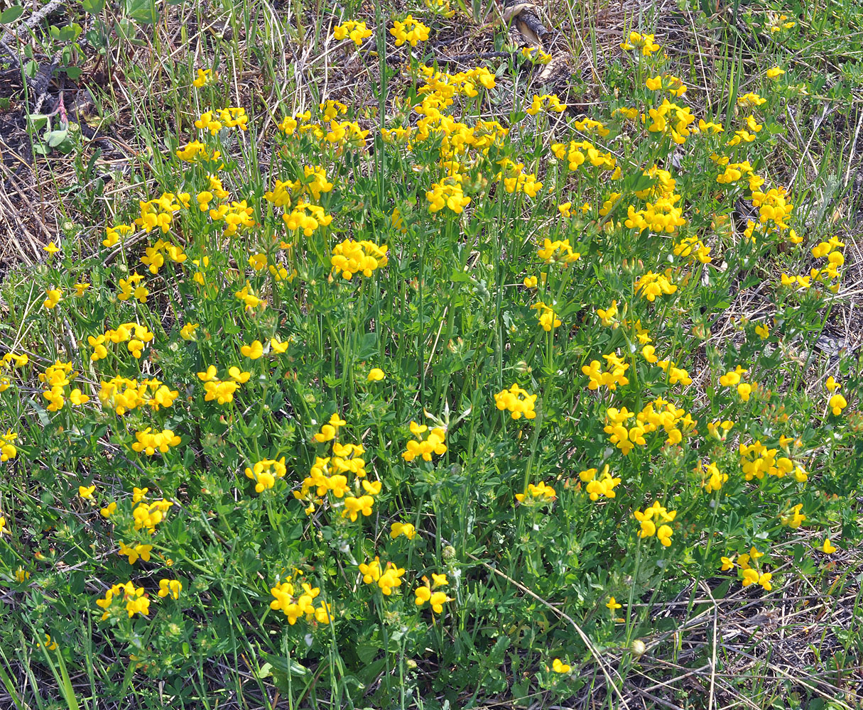 Flora of Eastern Washington Image: Lotus corniculatus