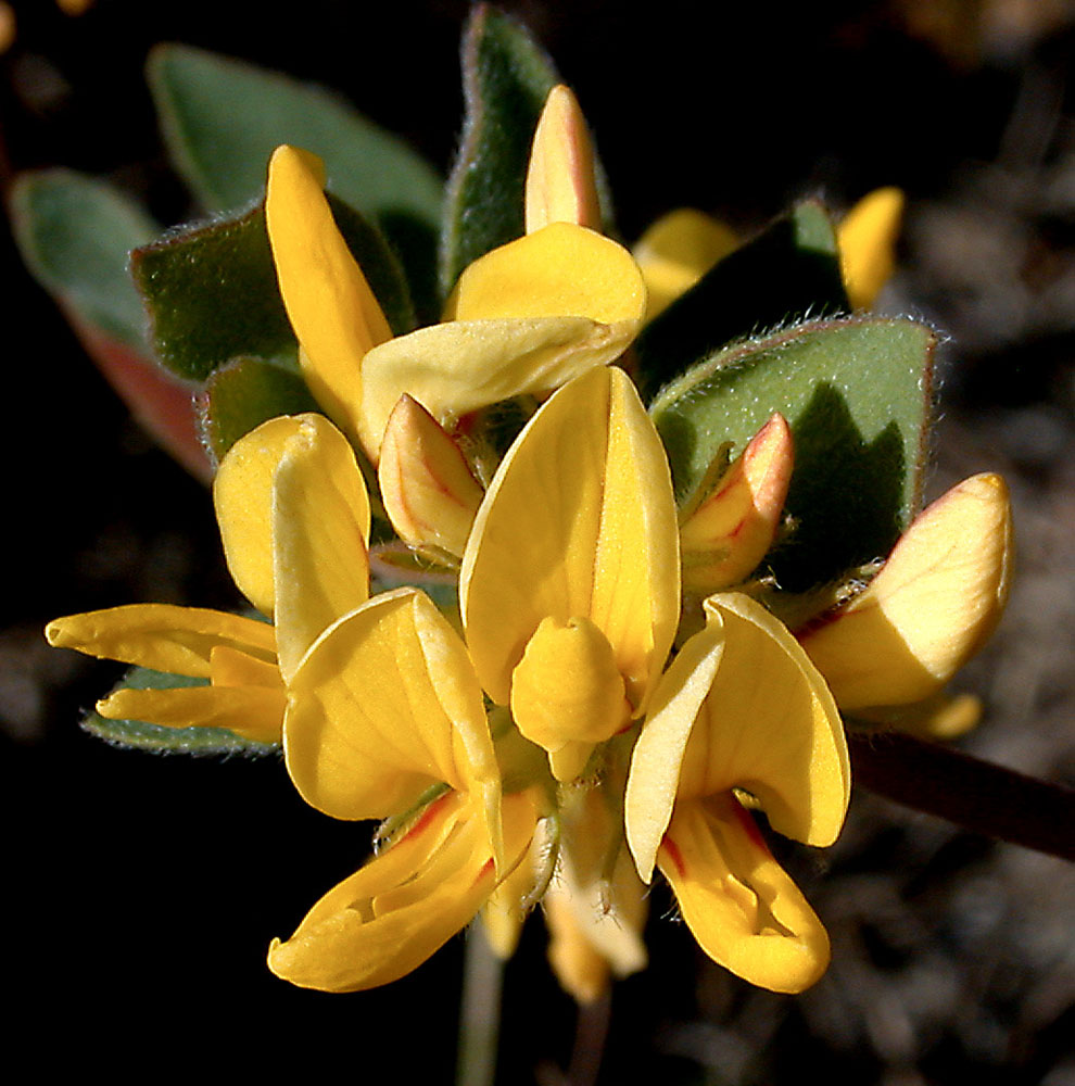 Flora of Eastern Washington Image: Lotus nevadensis