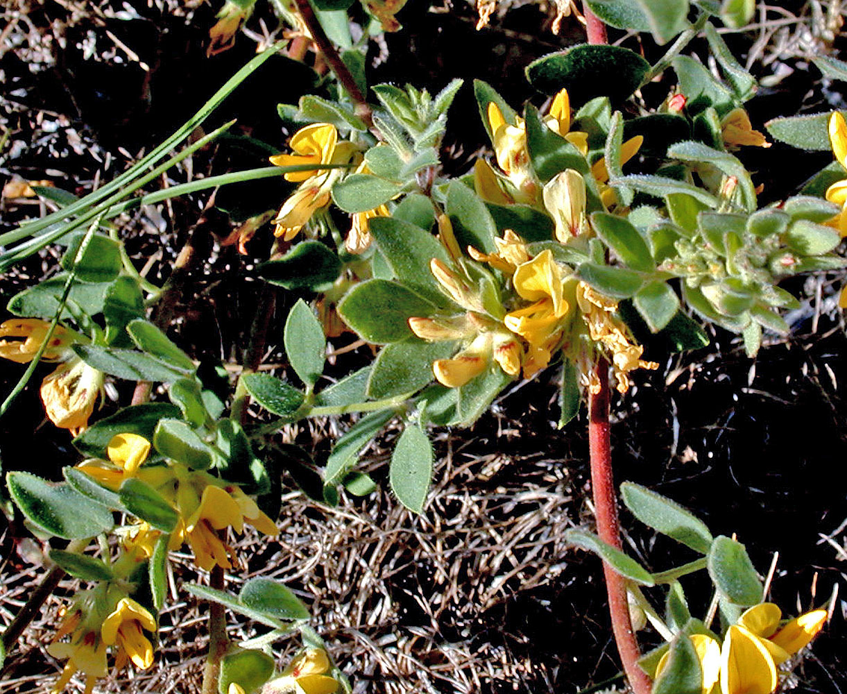Flora of Eastern Washington Image: Acmispon nevadensis