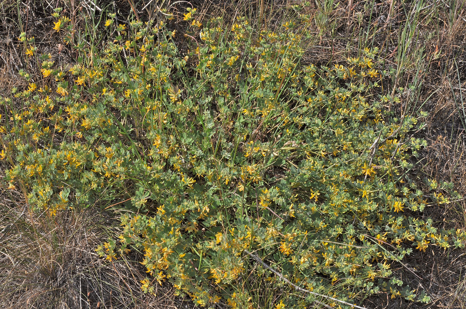 Flora of Eastern Washington Image: Acmispon nevadensis