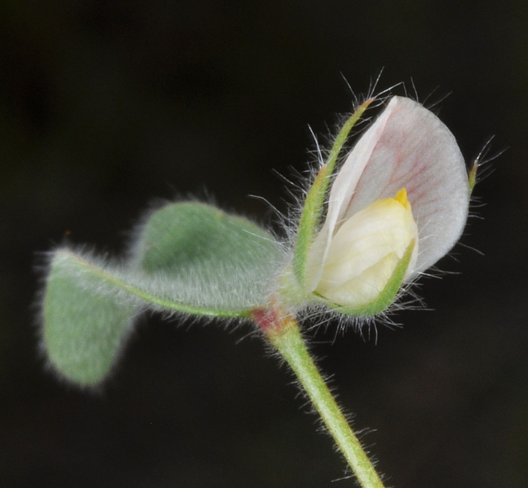 Flora of Eastern Washington Image: Lotus unifoliolatus