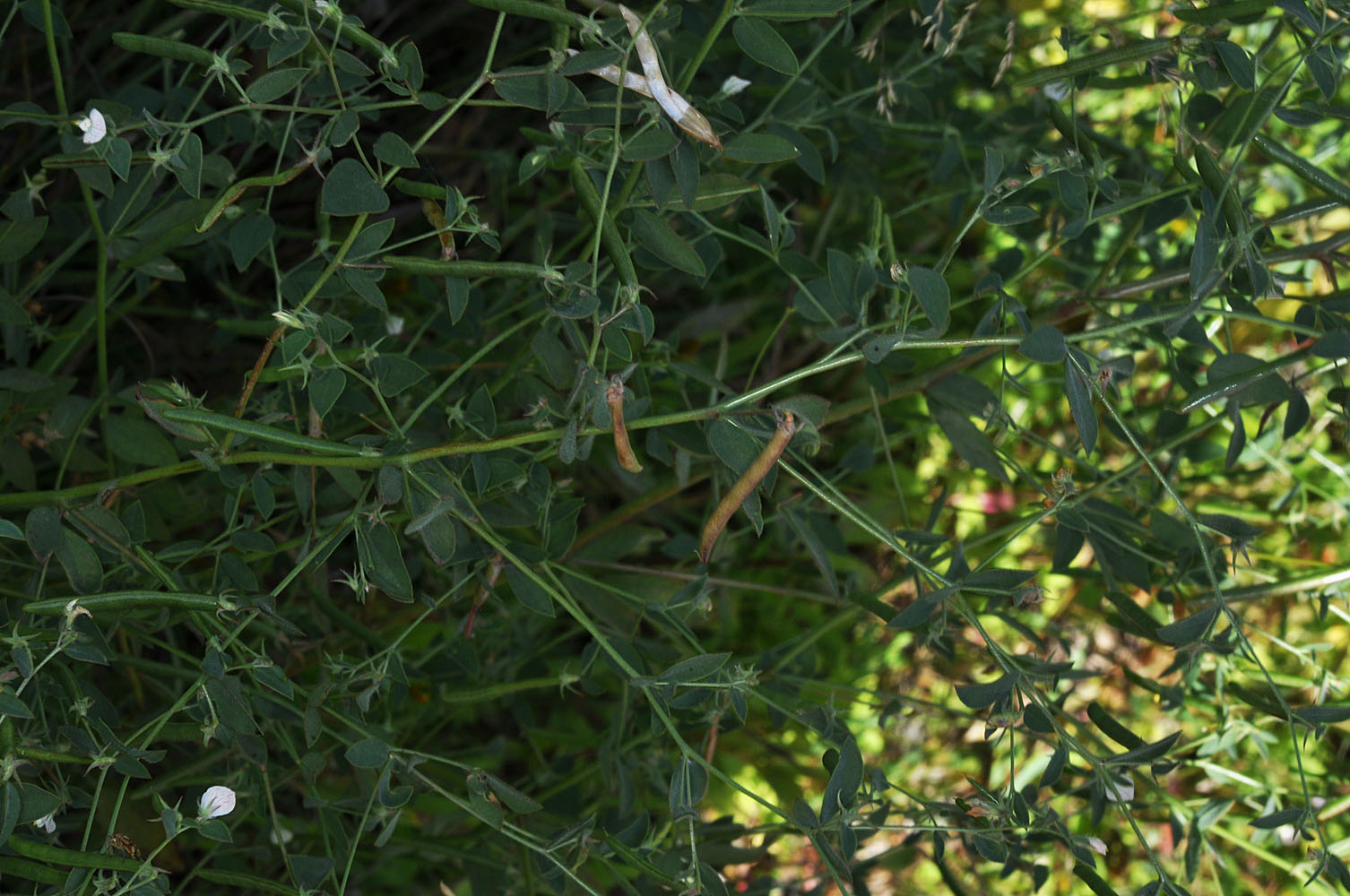 Flora of Eastern Washington Image: Acmispon americanus