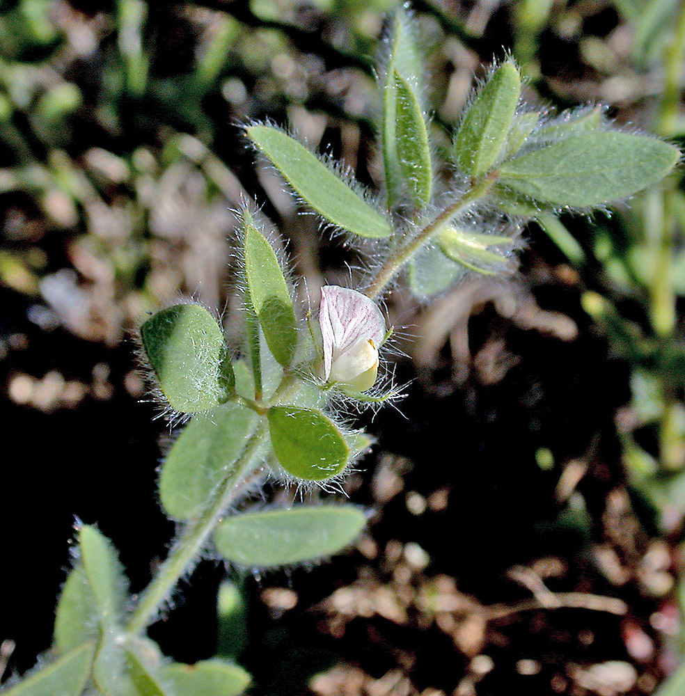 Flora of Eastern Washington Image: Acmispon americanus