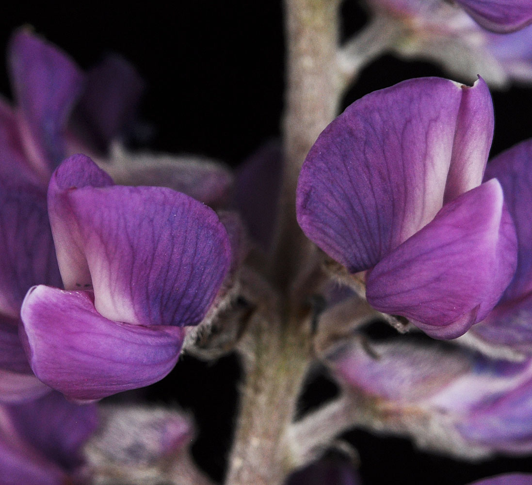 Flora of Eastern Washington Image: Lupinus arbustus