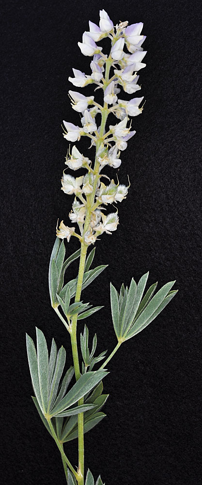 Flora of Eastern Washington Image: Lupinus arbustus