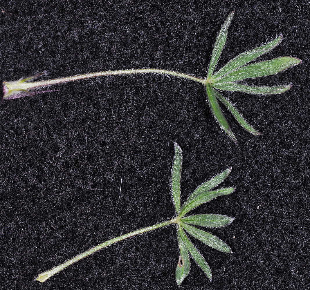 Flora of Eastern Washington Image: Lupinus bicolor