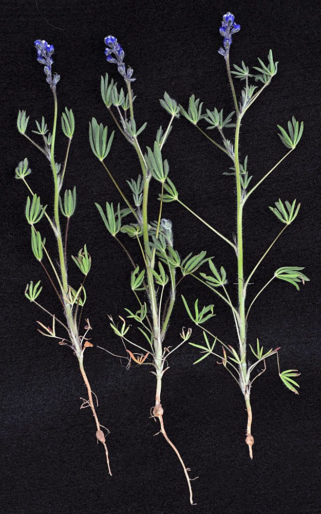 Flora of Eastern Washington Image: Lupinus bicolor