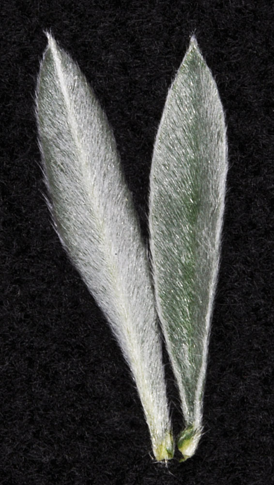 Flora of Eastern Washington Image: Lupinus lepidus