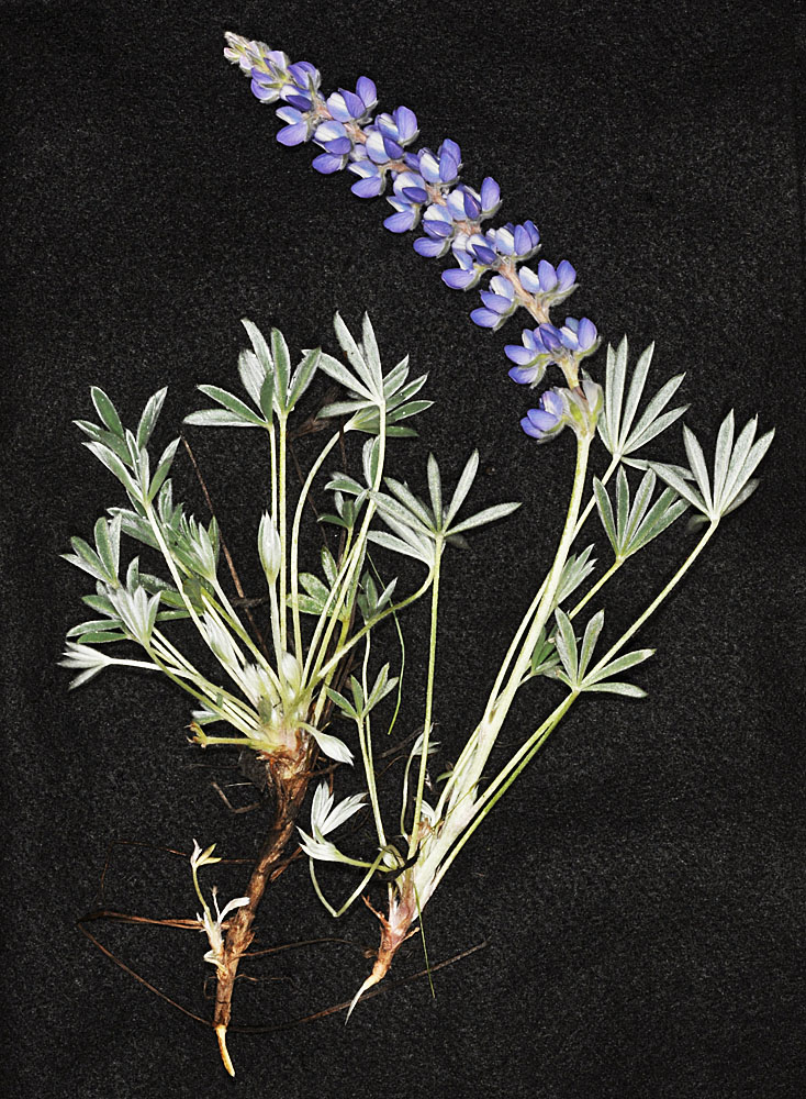 Flora of Eastern Washington Image: Lupinus lepidus