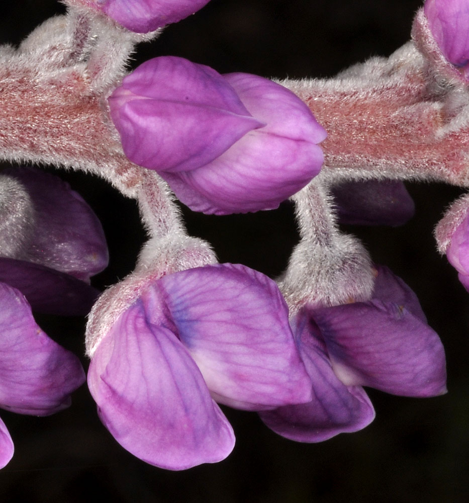 Flora of Eastern Washington Image: Lupinus leucophyllus