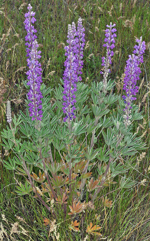 Flora of Eastern Washington Image: Lupinus leucophyllus