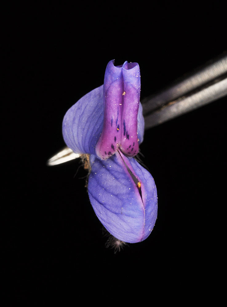 Flora of Eastern Washington Image: Lupinus polyphyllus