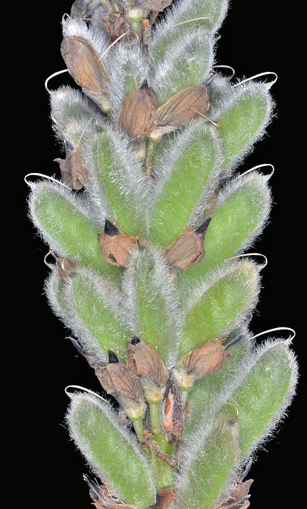 Flora of Eastern Washington Image: Lupinus polyphyllus
