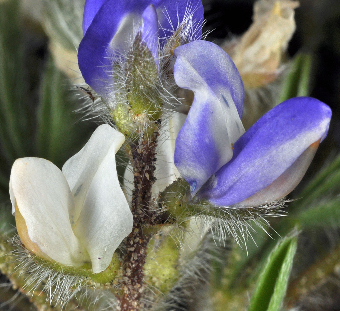 Flora of Eastern Washington Image: Lupinus pusillus