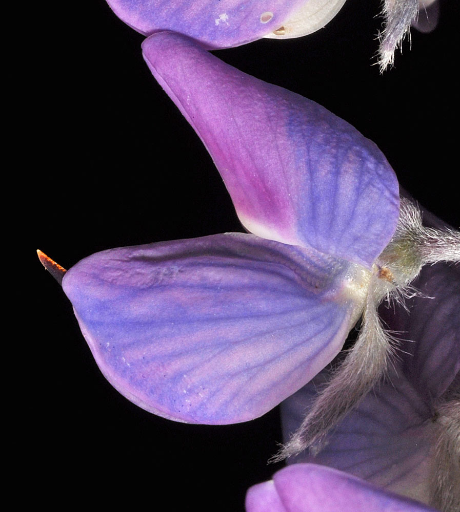 Flora of Eastern Washington Image: Lupinus sericeus