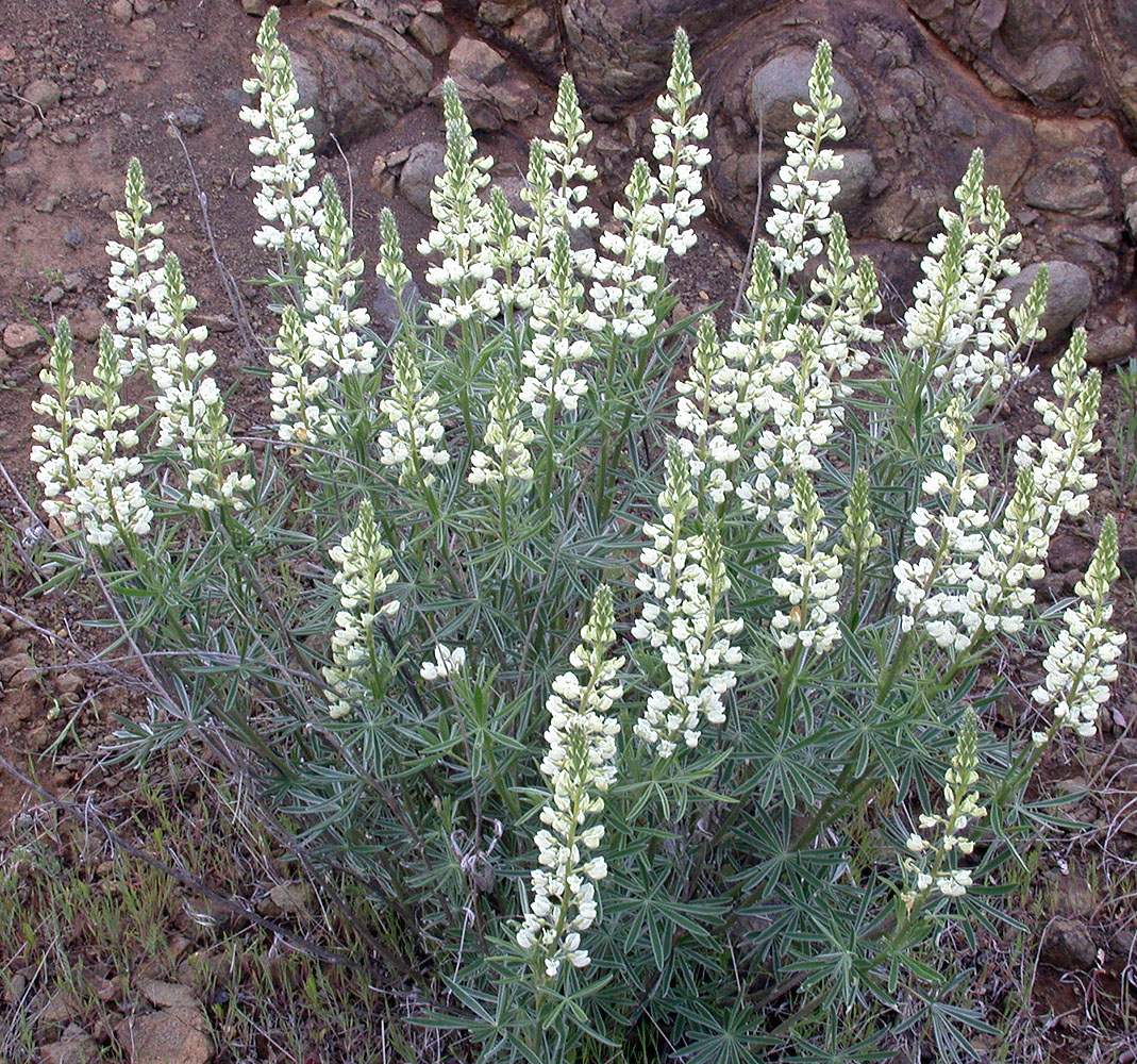 Flora of Eastern Washington Image: Lupinus sulphureus