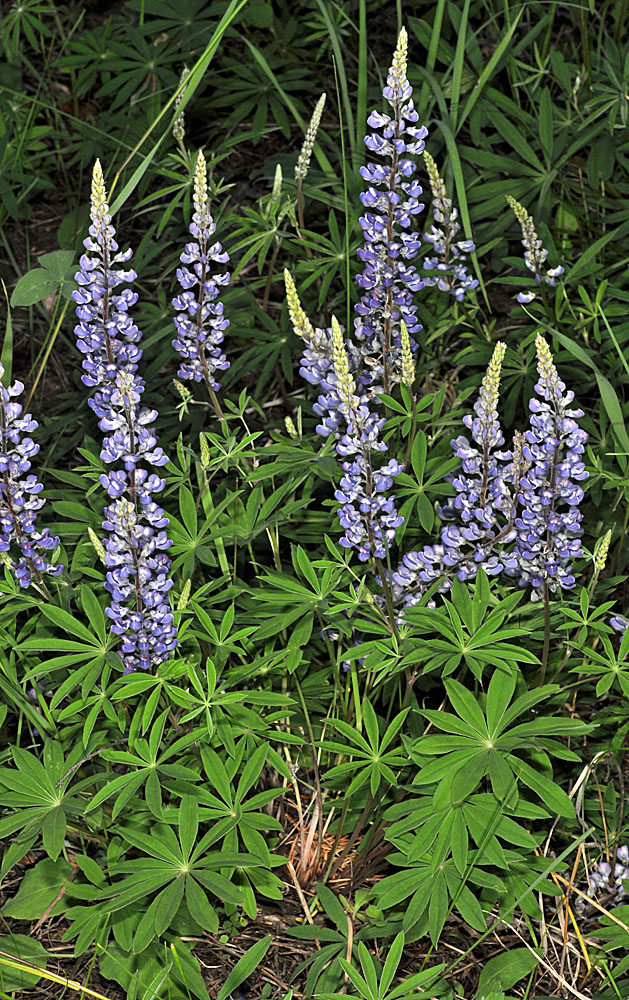 Flora of Eastern Washington Image: Lupinus sulphureus