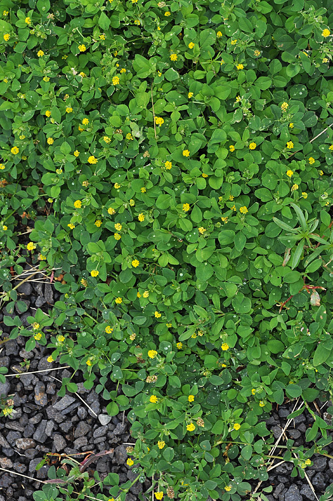 Flora of Eastern Washington Image: Medicago lupulina