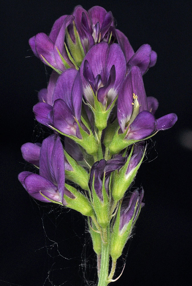 Flora of Eastern Washington Image: Medicago sativa