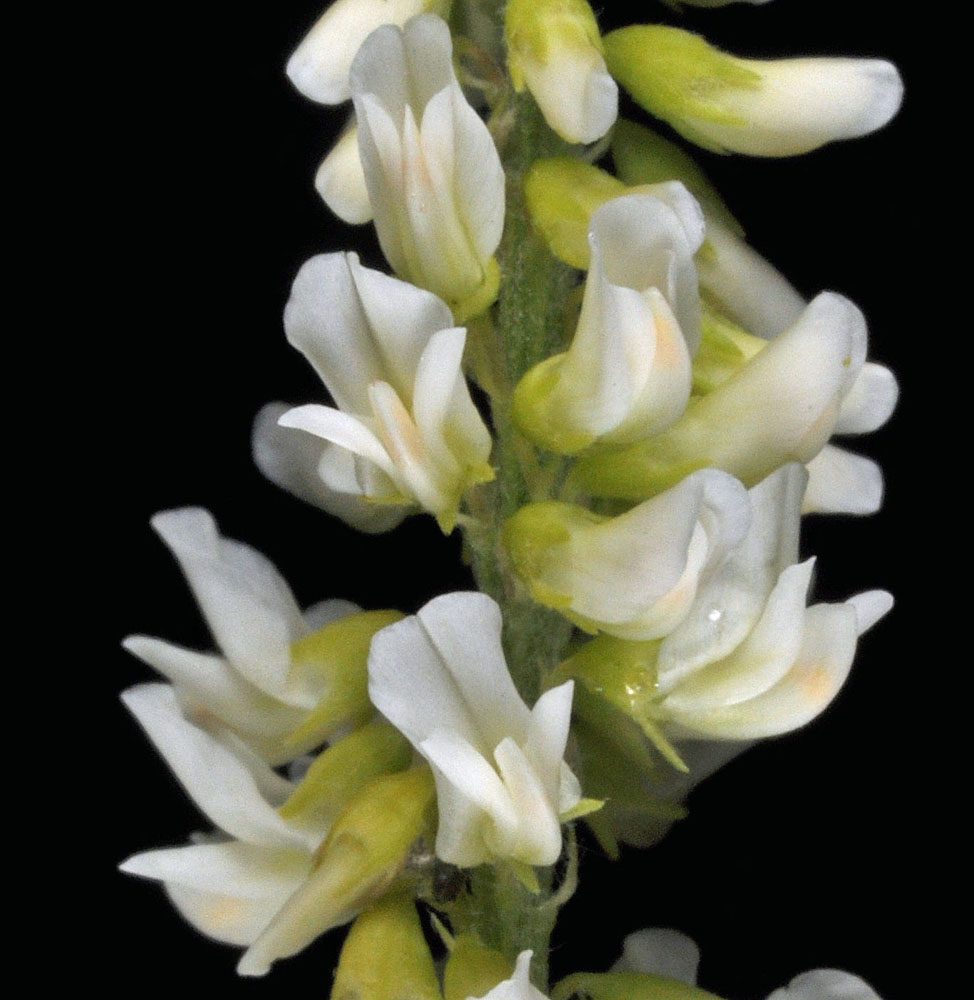 Flora of Eastern Washington Image: Melilotus albus