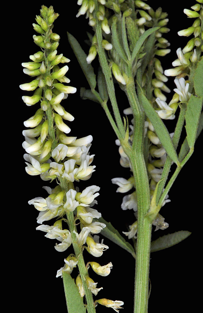 Flora of Eastern Washington Image: Melilotus albus