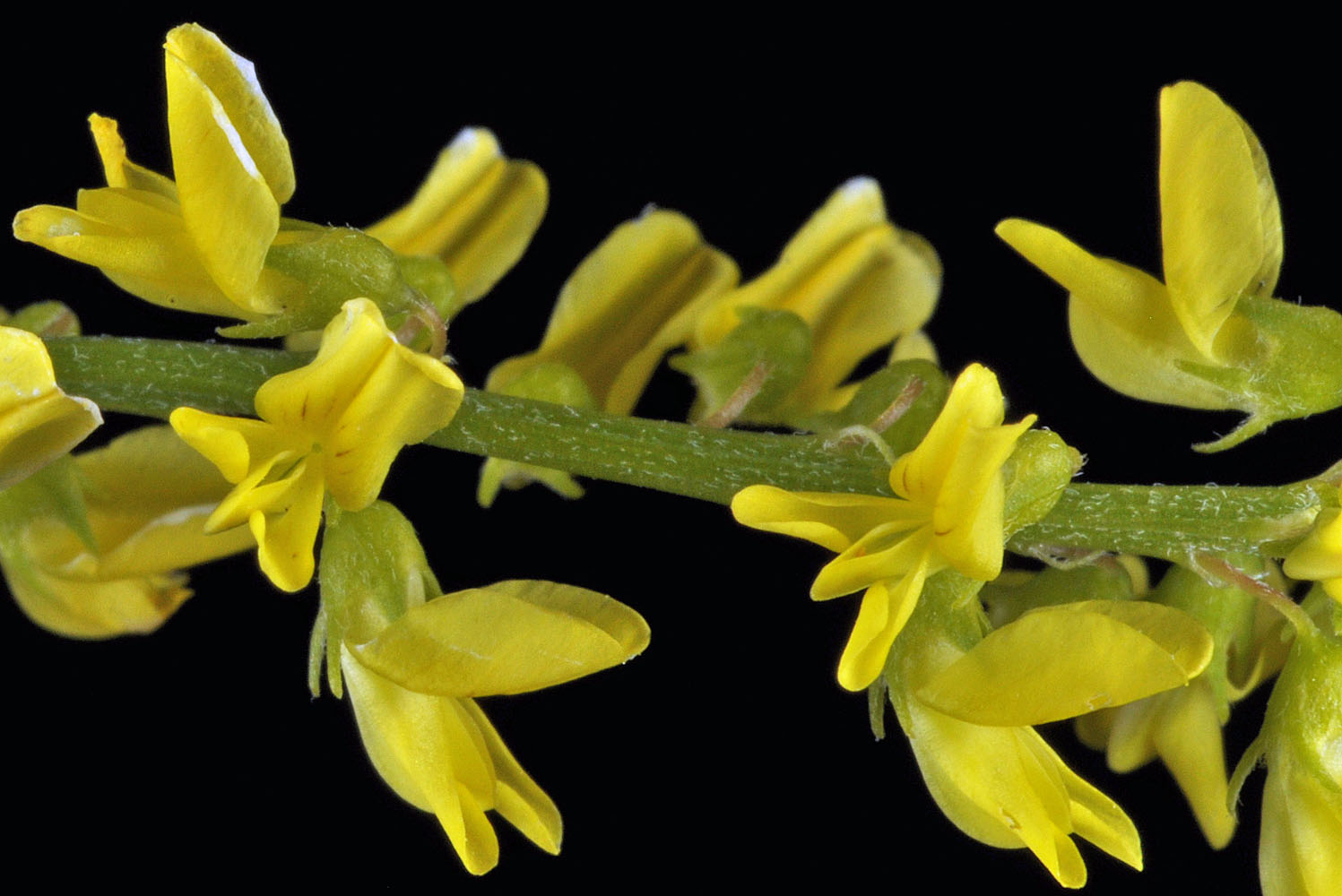 Flora of Eastern Washington Image: Melilotus officinalis