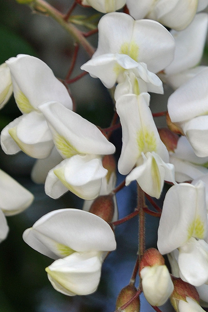 Flora of Eastern Washington Image: Robinia pseudoacacia