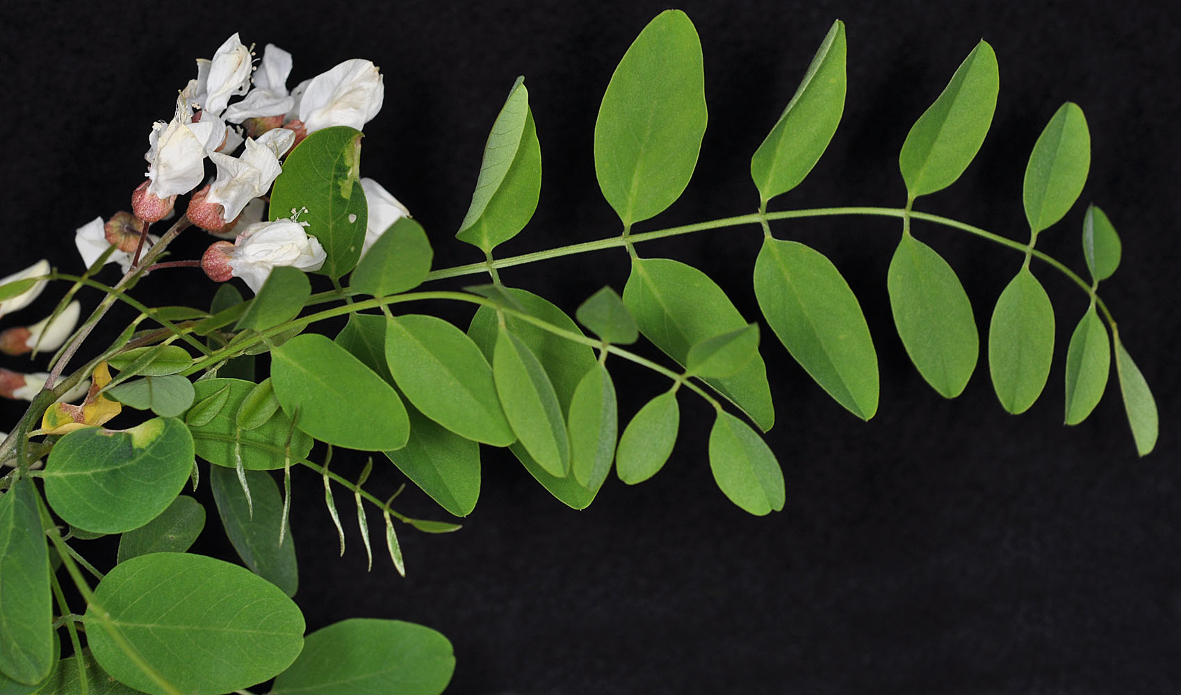 Flora of Eastern Washington Image: Robinia pseudoacacia