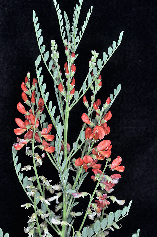 Flora of Eastern Washington Image: Sphaerophysa salsula