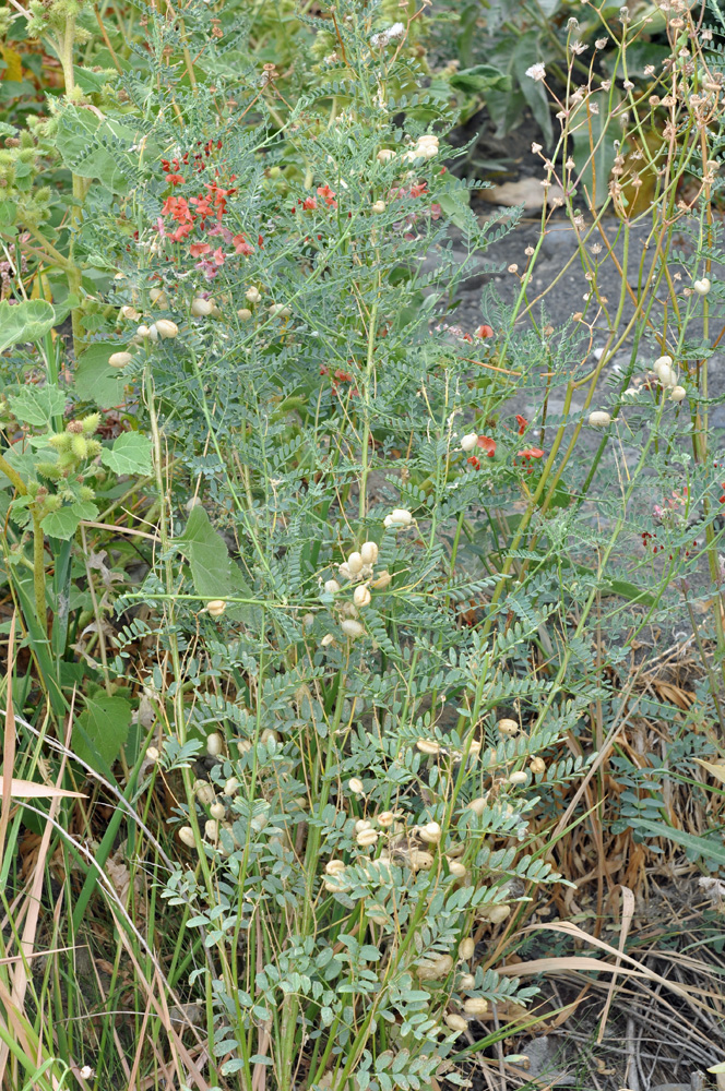 Flora of Eastern Washington Image: Sphaerophysa salsula