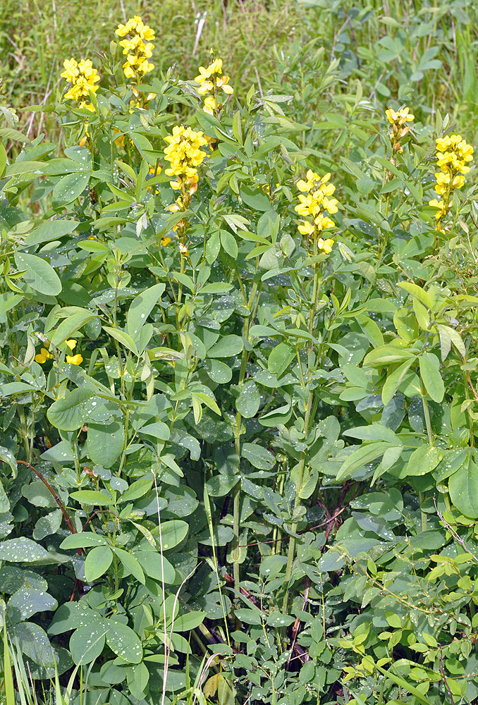 Flora of Eastern Washington Image: Thermopsis montana
