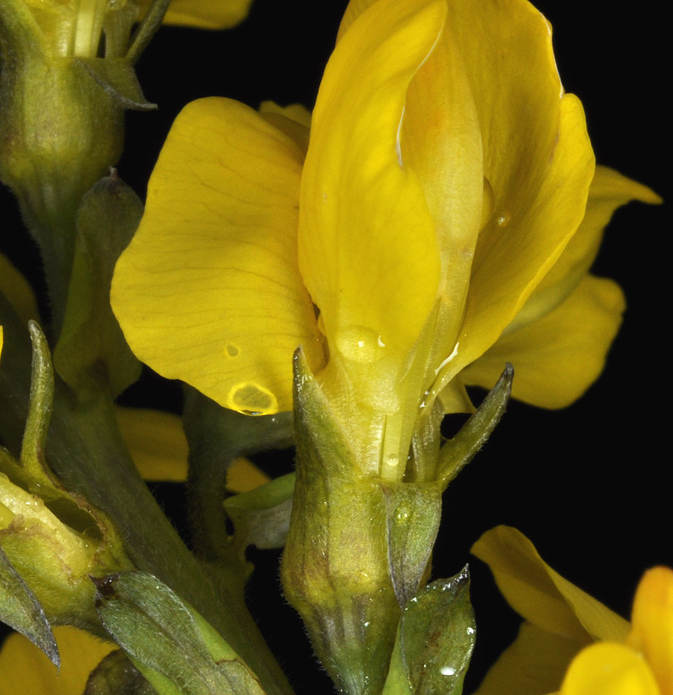 Flora of Eastern Washington Image: Thermopsis montana